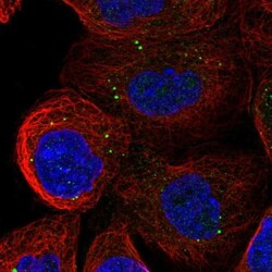 ATP11A Antibody, Novus Biologicals 0.1mL; Unlabeled:Antibodies, Polyclonal
